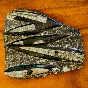 Fossil Orthoceras - large